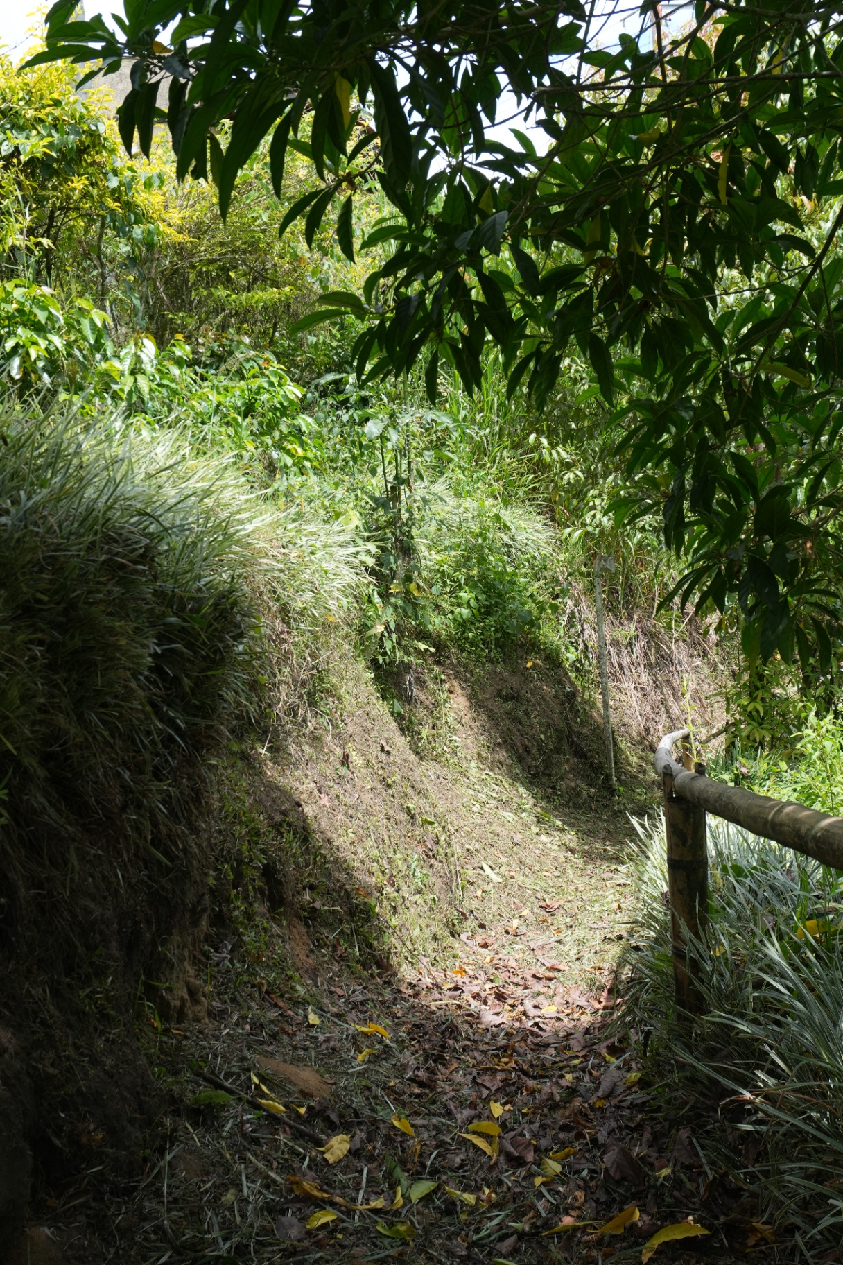 Sendero ecológico entre vegetación nativa